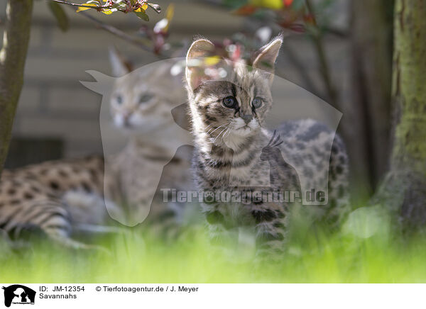 Savannahs / Savannahs / JM-12354