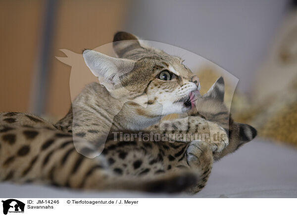 Savannahs / Savannahs / JM-14246