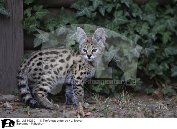 Savannah Ktzchen / Savannah Kitten / JM-14260