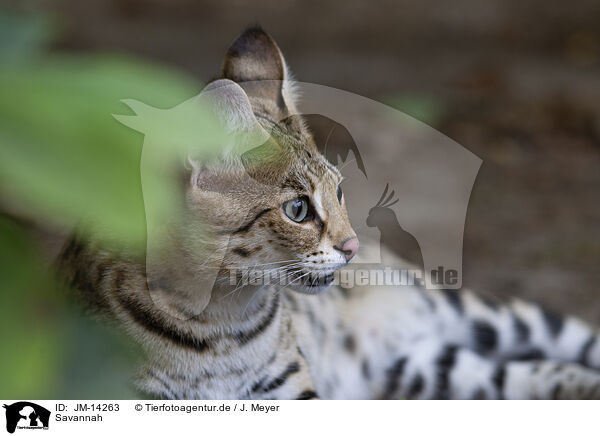 Savannah / Savannah / JM-14263