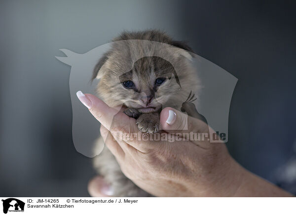 Savannah Ktzchen / Savannah Kitten / JM-14265