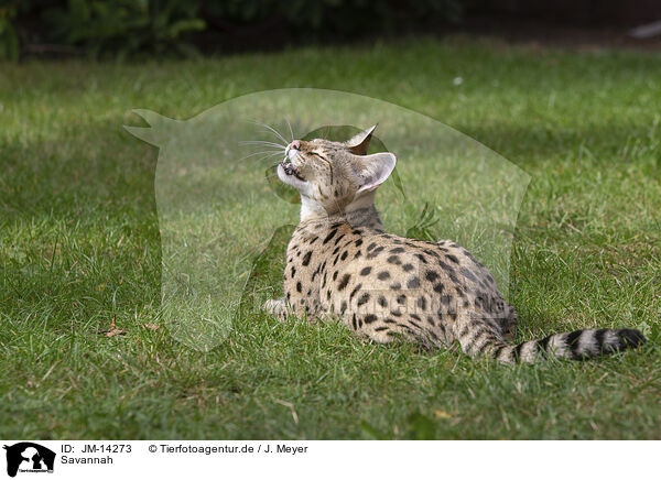 Savannah / Savannah / JM-14273
