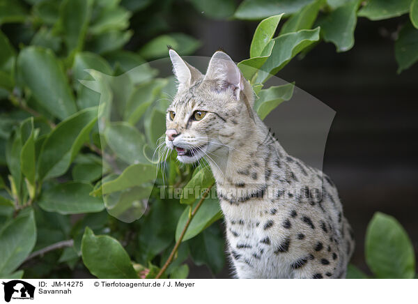 Savannah / Savannah / JM-14275