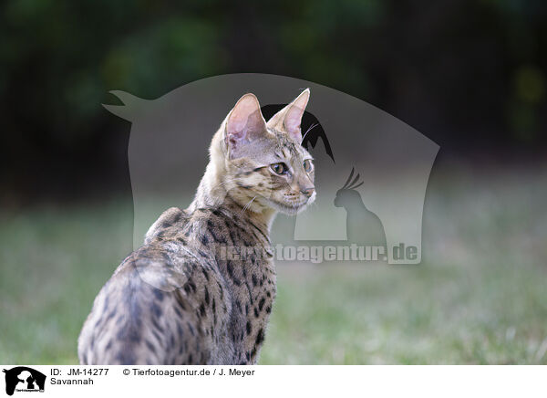Savannah / Savannah / JM-14277
