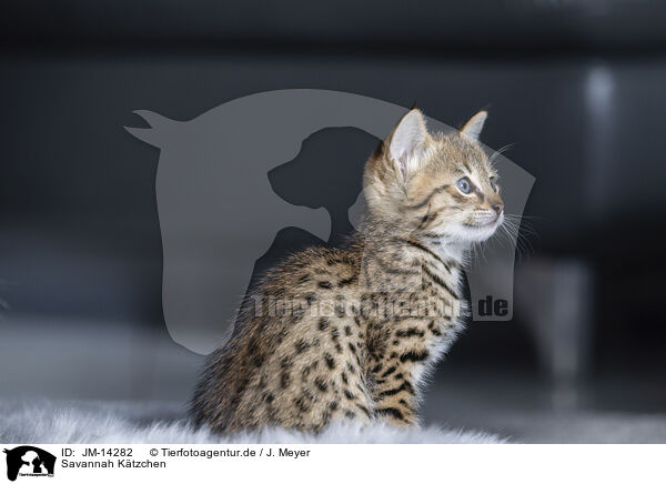 Savannah Ktzchen / Savannah Kitten / JM-14282