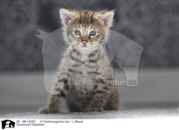 Savannah Ktzchen / Savannah Kitten / JM-14287