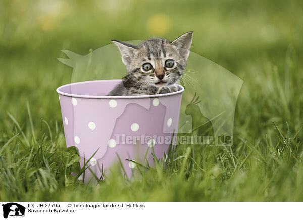 Savannah Ktzchen / Savannah Kitten / JH-27795