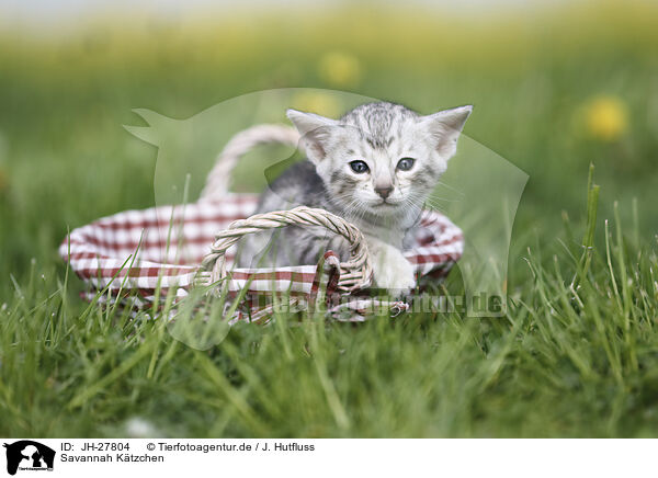 Savannah Ktzchen / Savannah Kitten / JH-27804