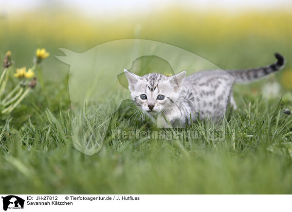 Savannah Ktzchen / Savannah Kitten / JH-27812