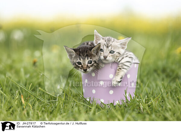 Savannah Ktzchen / Savannah Kitten / JH-27817