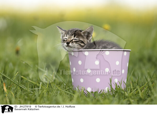 Savannah Ktzchen / Savannah Kitten / JH-27819