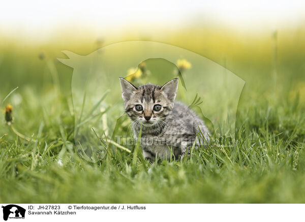 Savannah Ktzchen / Savannah Kitten / JH-27823
