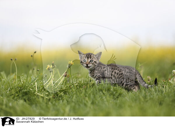 Savannah Ktzchen / Savannah Kitten / JH-27829