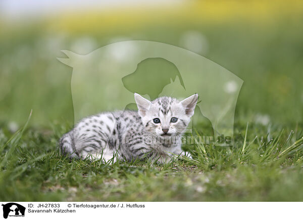 Savannah Ktzchen / Savannah Kitten / JH-27833