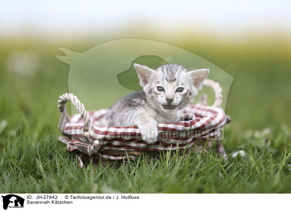 Savannah Ktzchen / Savannah Kitten / JH-27842