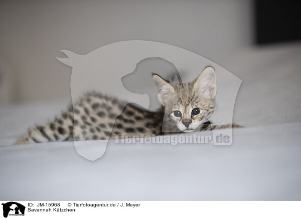 Savannah Ktzchen / Savannah Kitten / JM-15968