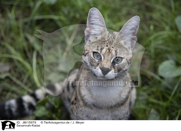 Savannah-Katze / Savannah-Cat / JM-15979