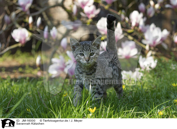 Savannah Ktzchen / Savannah Kitten / JM-16000