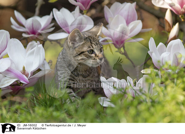 Savannah Ktzchen / Savannah Kitten / JM-16002