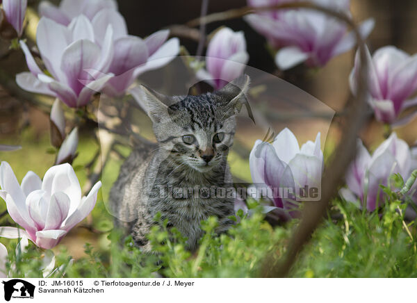 Savannah Ktzchen / Savannah Kitten / JM-16015