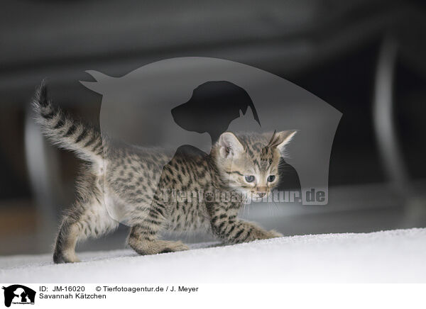 Savannah Ktzchen / Savannah Kitten / JM-16020