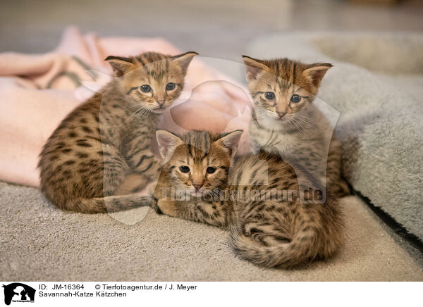 Savannah-Katze Ktzchen / Savannah Kitten / JM-16364