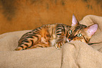 liegender Savannah Kater