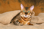 liegender Savannah Kater