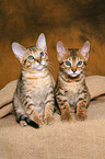 2 sitzende Savannah Ktzchen