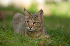 liegende Savannah