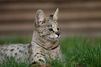 liegende Savannah