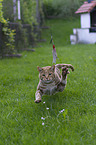 rennende Savannah-Katze