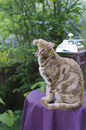 ghnende Savannah-Katze
