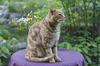 sitzende Savannah-Katze