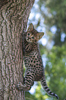 Savannah Ktzchen klettert auf Baum