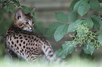 stehendes Savannah Ktzchen