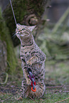 Savannah F2 Generation