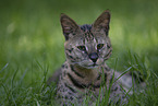 Savannah F2 Generation