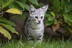 junge Savannah-Katze