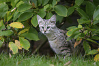 junge Savannah-Katze