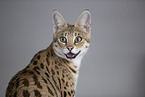 Savannah-Katze