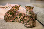 Savannah-Katze Ktzchen