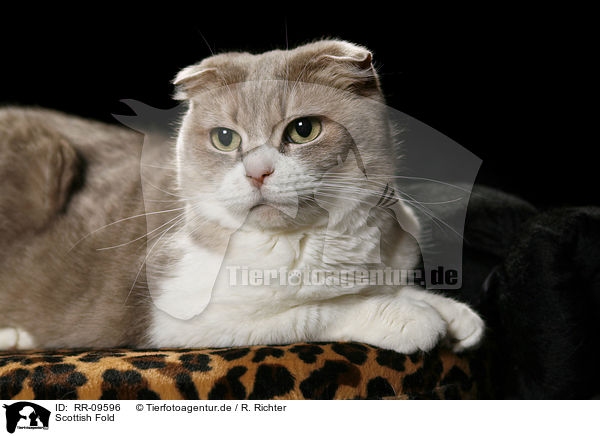 Scottish Fold / RR-09596