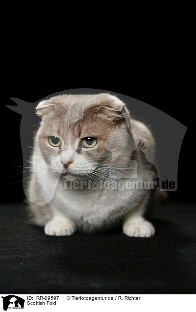 Scottish Fold / RR-09597