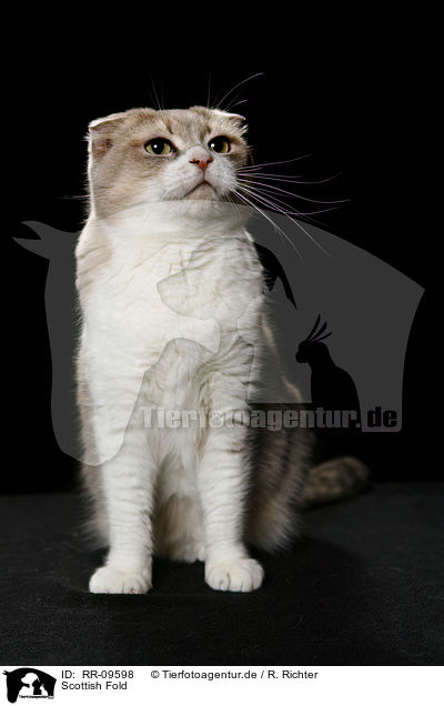 Scottish Fold / RR-09598