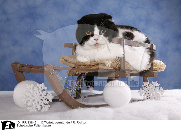 Schottische Faltohrkatze / RR-13849