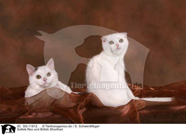 Selkirk Rex und British Shorthair / Selkirk Rex and British Shorthair / SS-11812