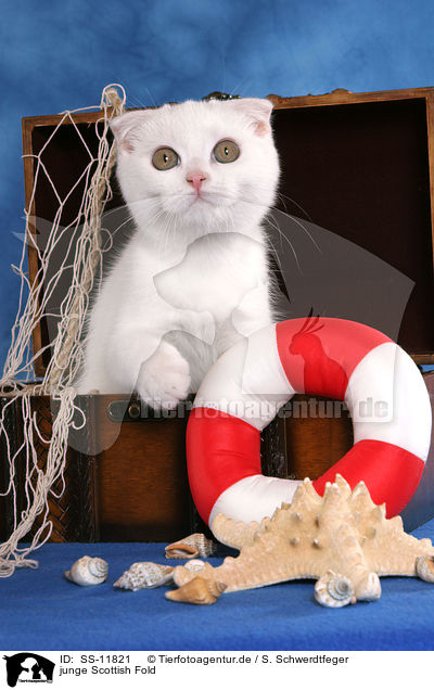 junge Scottish Fold / SS-11821