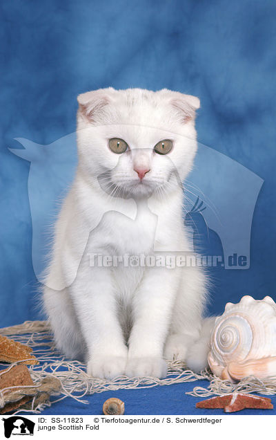 junge Scottish Fold / SS-11823
