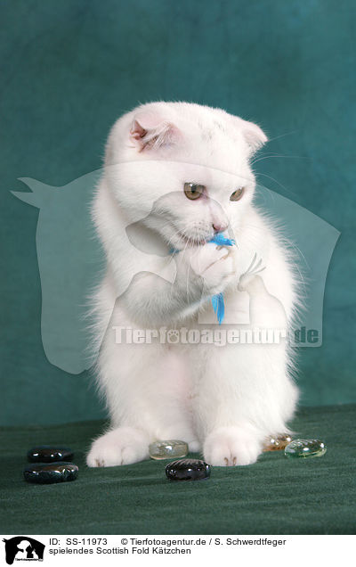 spielendes Scottish Fold Ktzchen / playing Scottish Fold Kitten / SS-11973